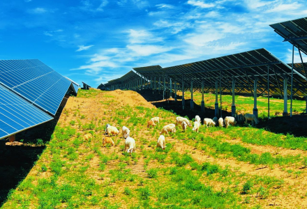 青?；。?50MW牧光互補復合型光伏發電項目啟動