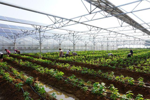新興藍海下，看創新光伏農場模式如何助力精準脫貧？