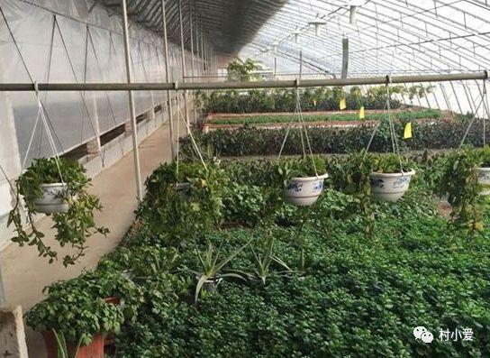 他在屋頂上建了個(gè)“光伏花圃”，上面發(fā)電，下面種花，愜意~