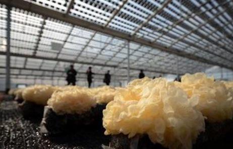 中央一號文件實施鄉村振興戰略 光伏進農村號角吹響！！！